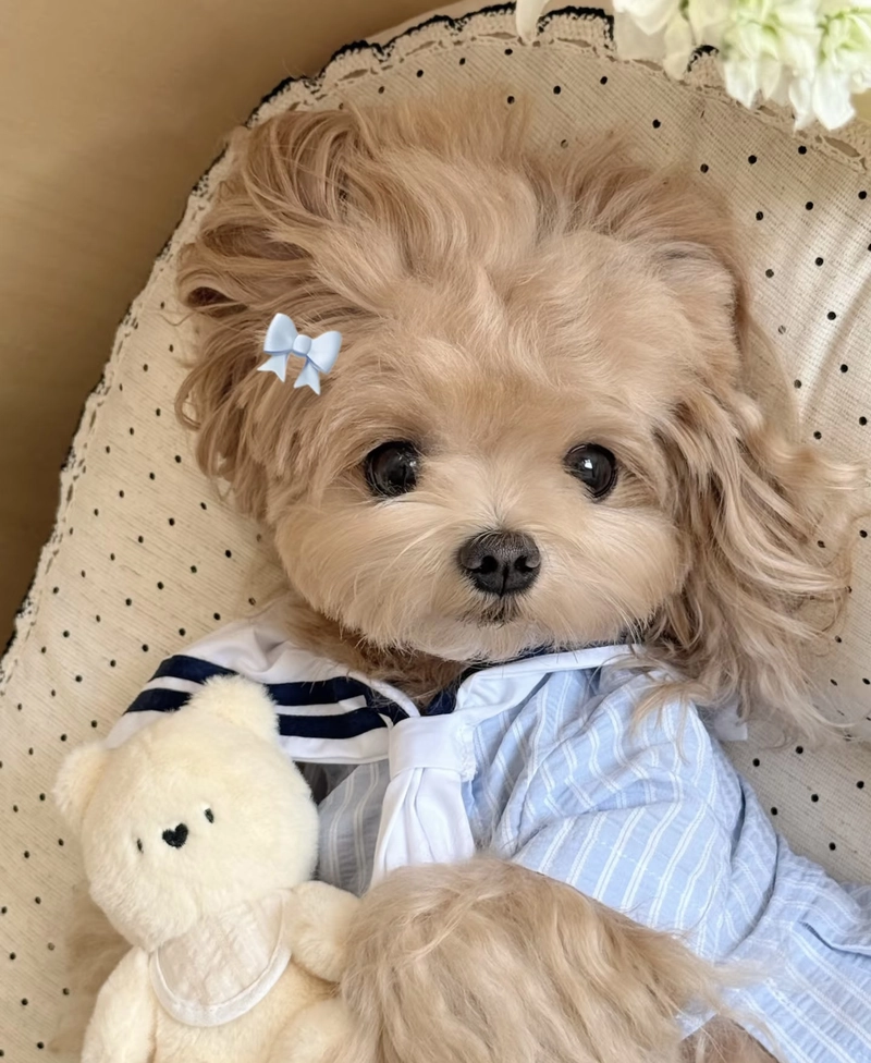 cute puppy dp for girls