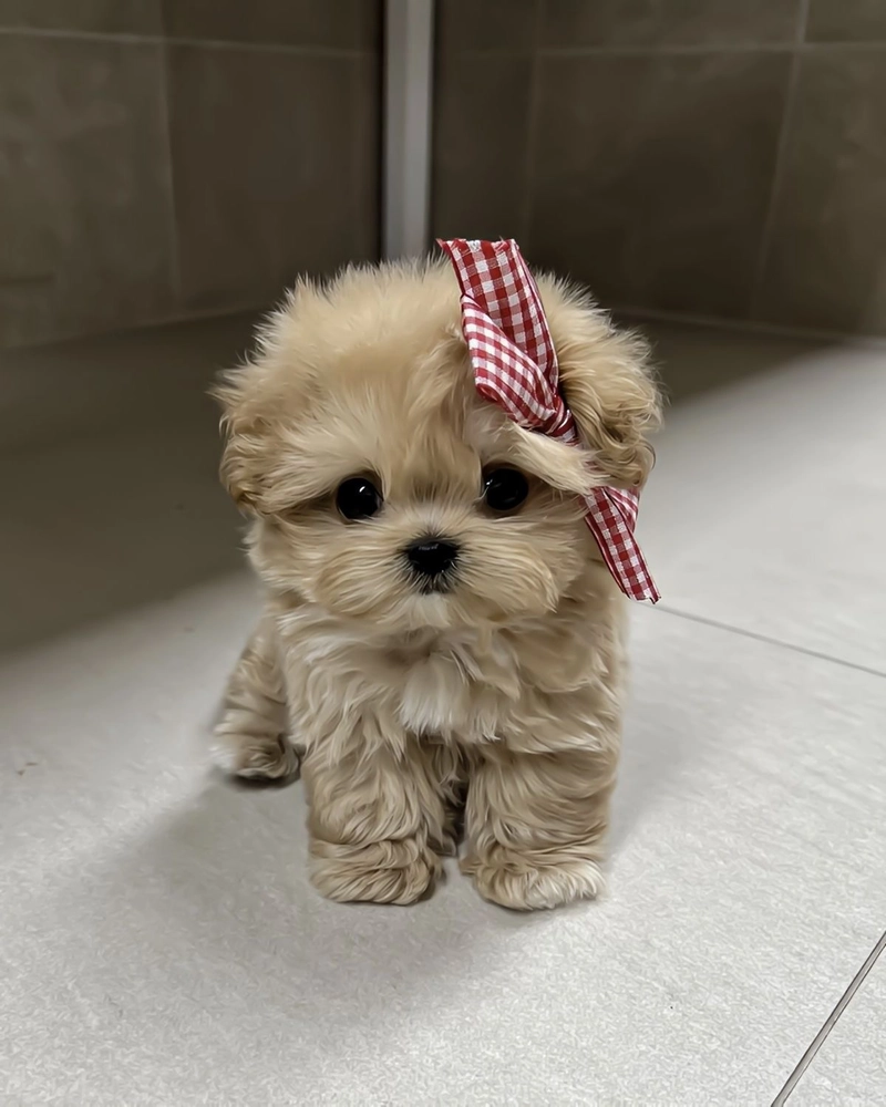 cute puppy images