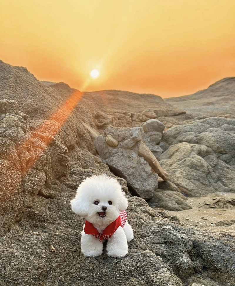 cute puppy pics for dp