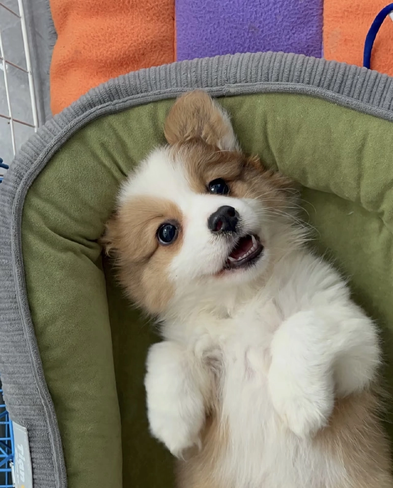 cute puppy pics for whatsapp dp