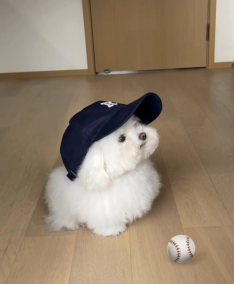 cute sad dog whatsapp dp