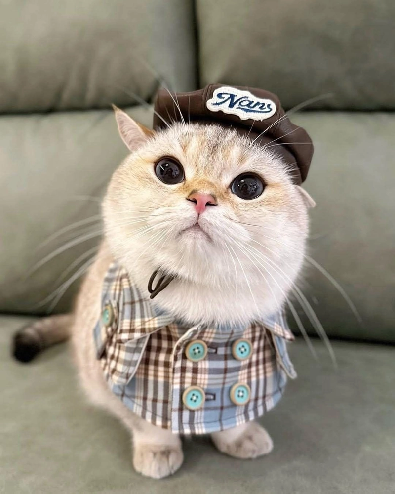 cute white cat dp