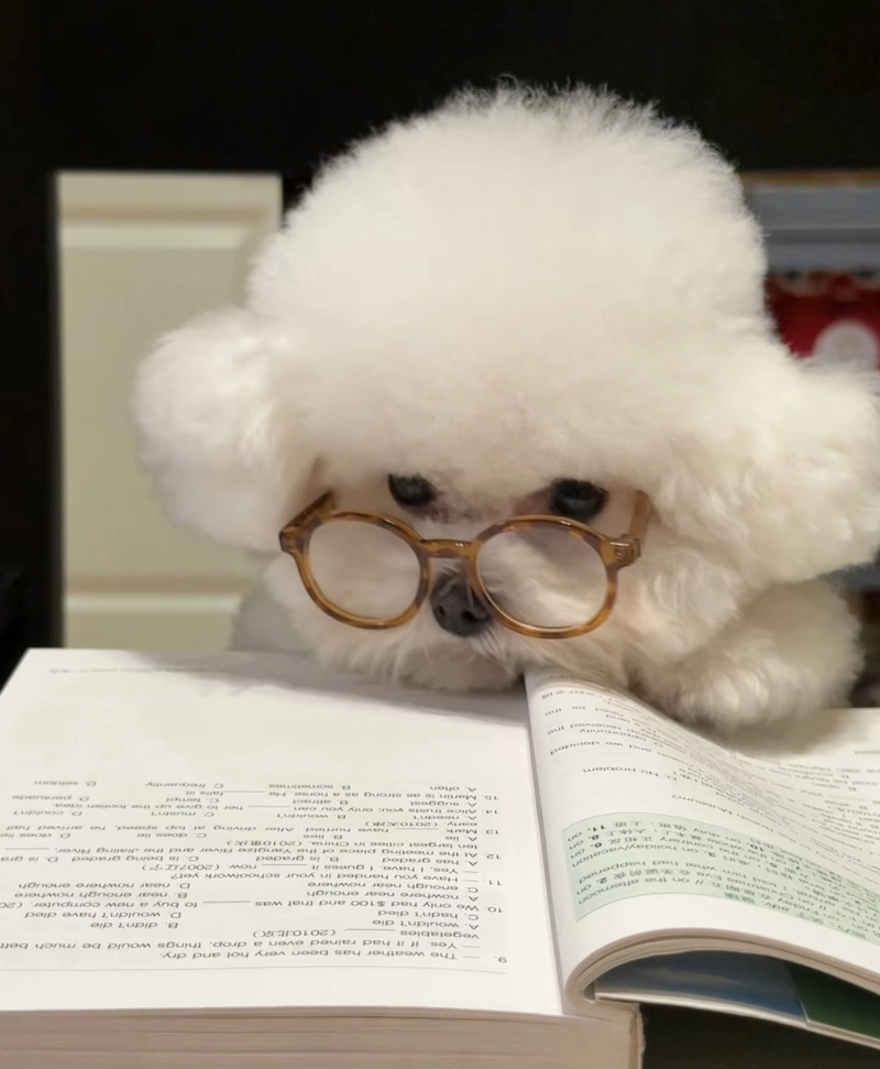 cutee puppy waysapp dp