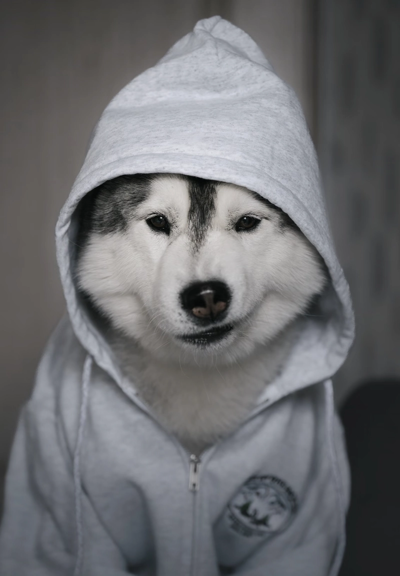 dog dp images