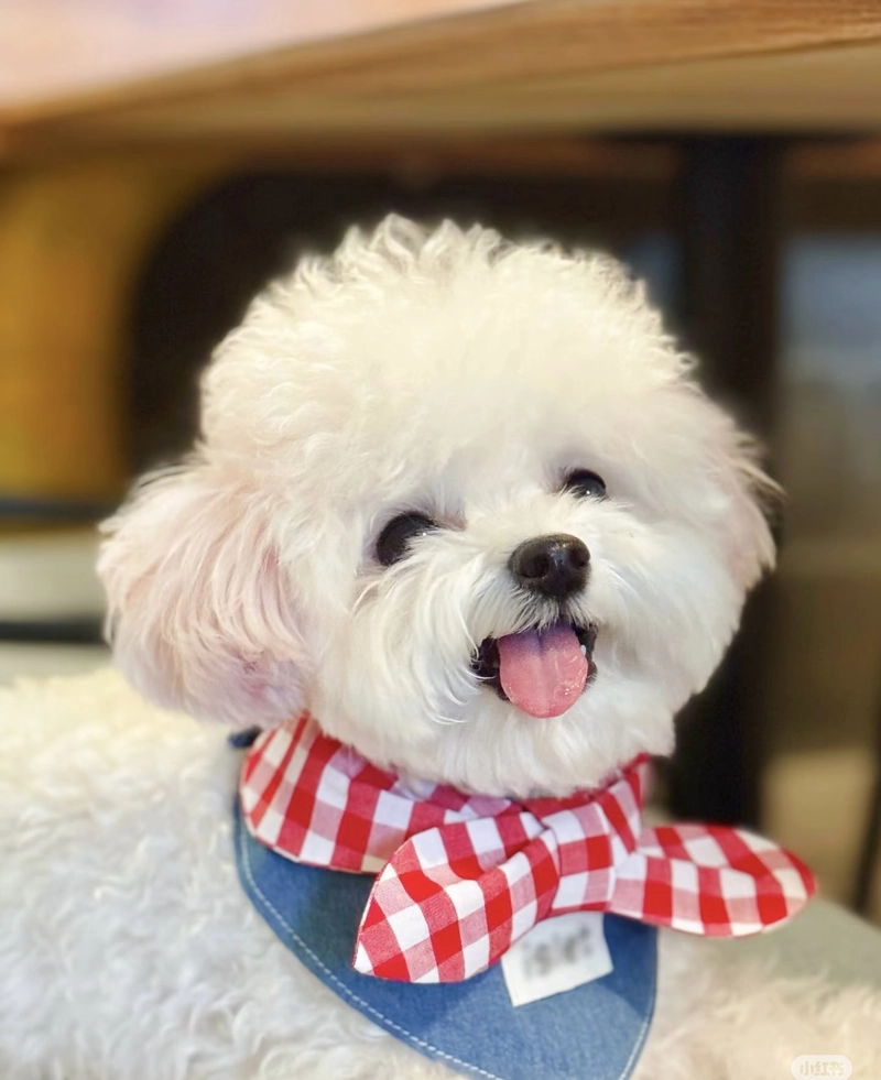 dog dp pic