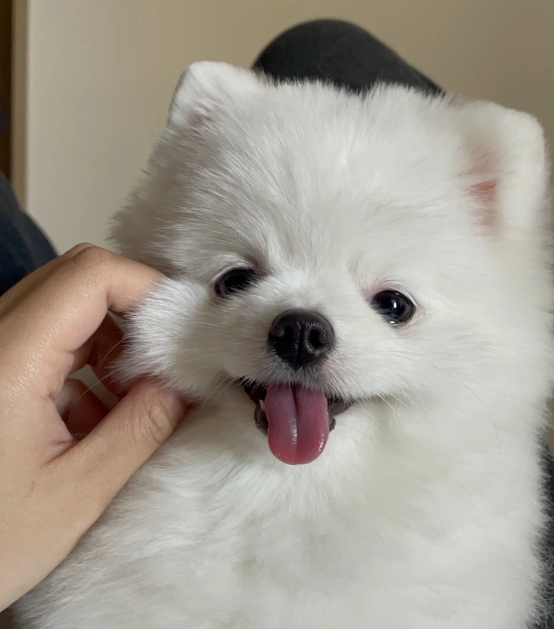 dog whatsapp dp hd