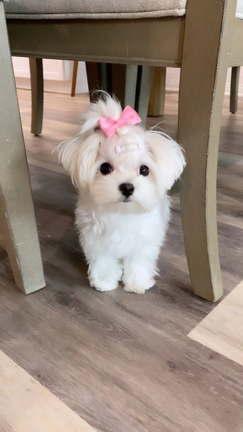 dog whatsapp dp images