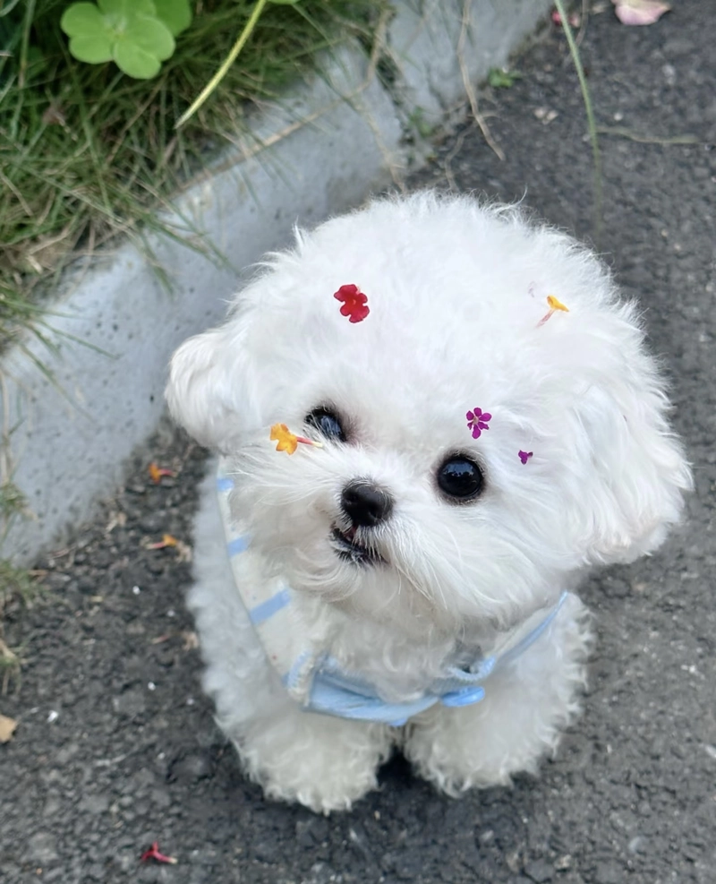 dog whatsapp dp