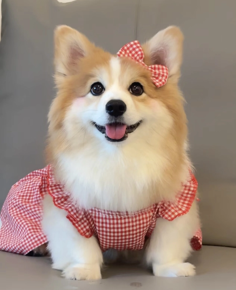 dogs images for dp