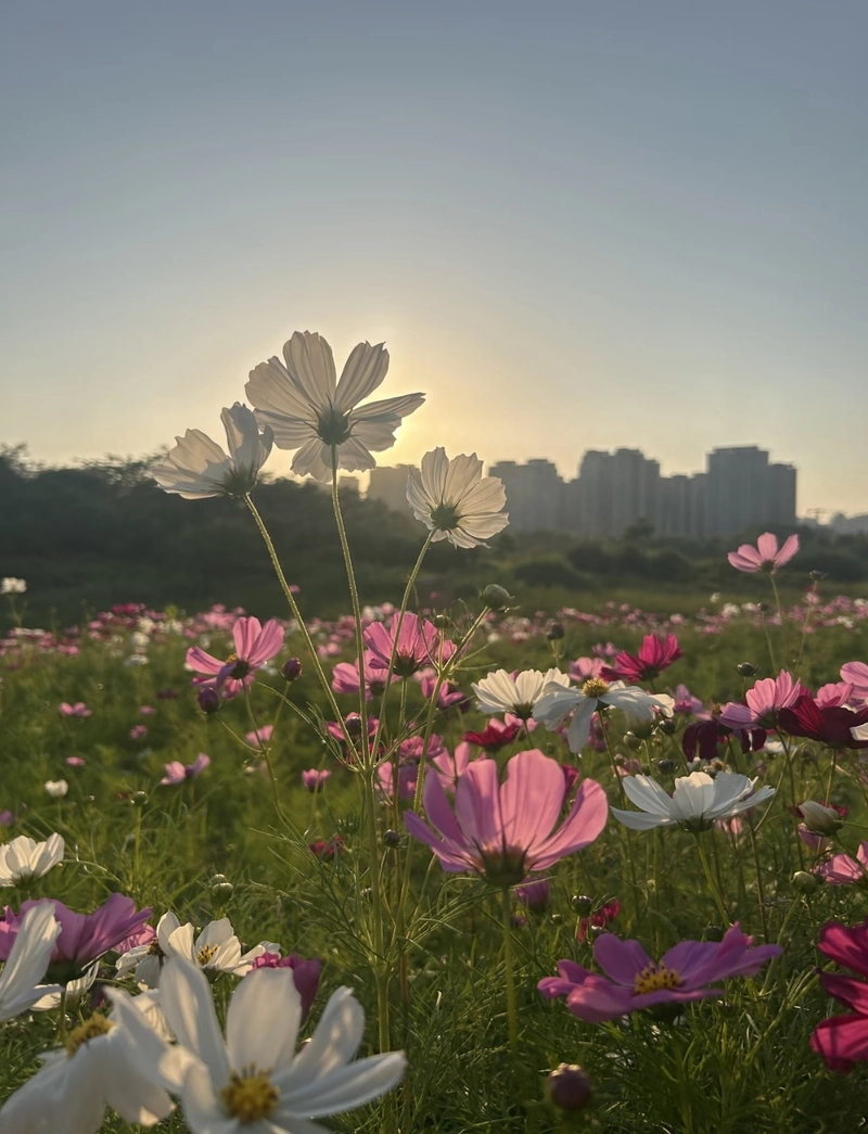dp for girls flowers