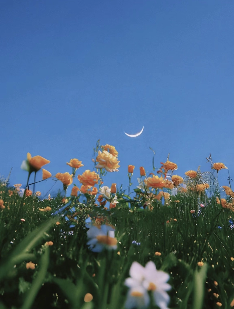 dp images flowers