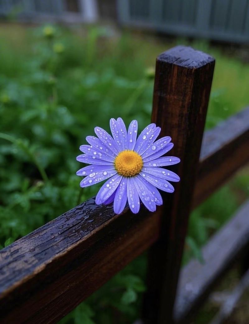 dp of flowers