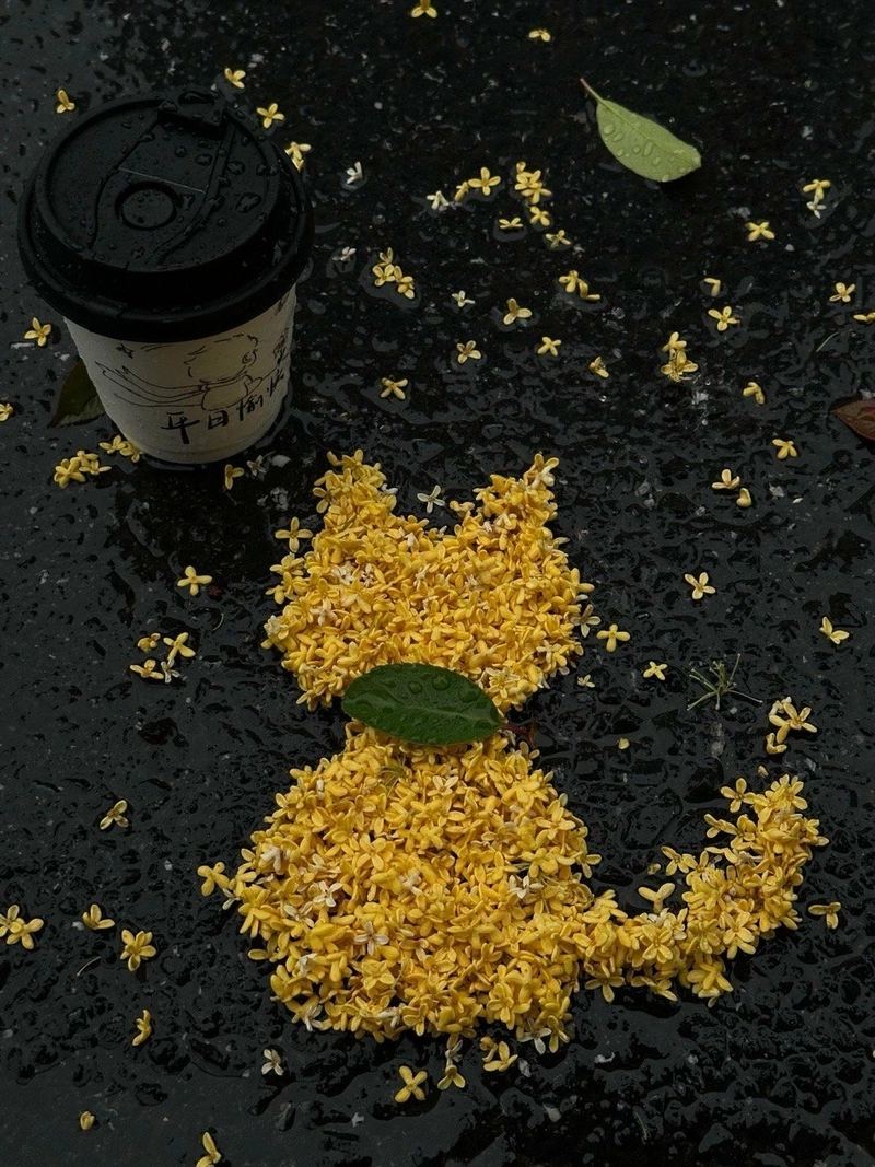 dp yellow