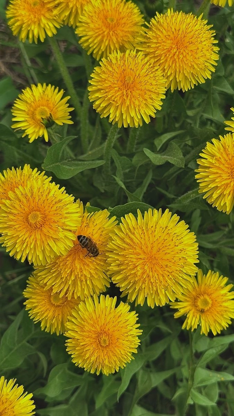 dp yellow flower for whatsapp