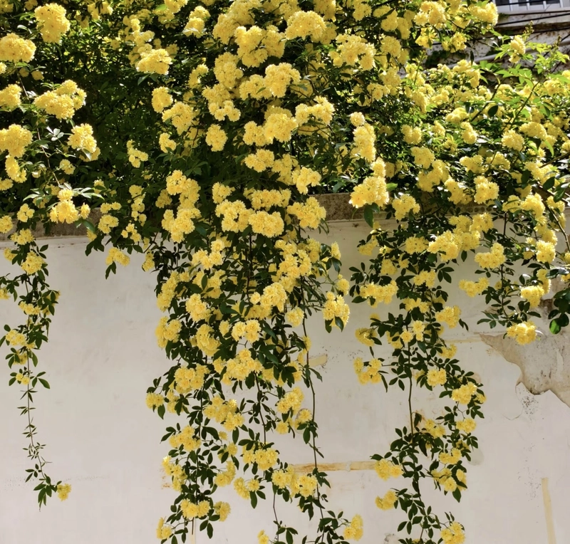 dp yellow rose images