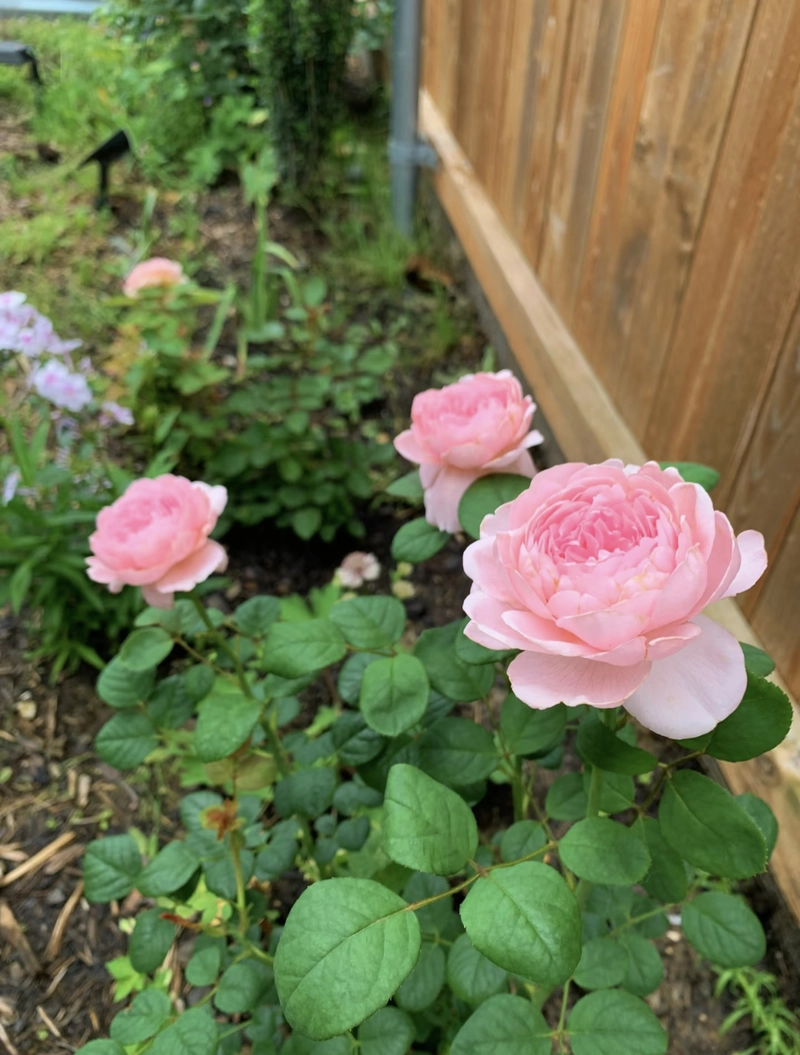 flower pic for dp