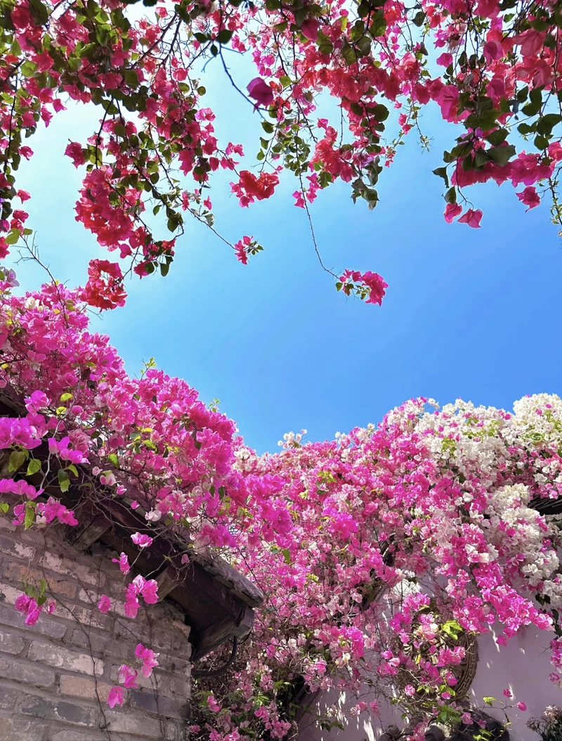 flowers dp for whatsapp profile