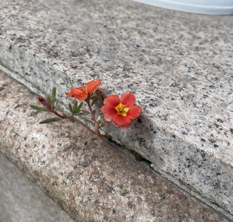flowers pics for dp