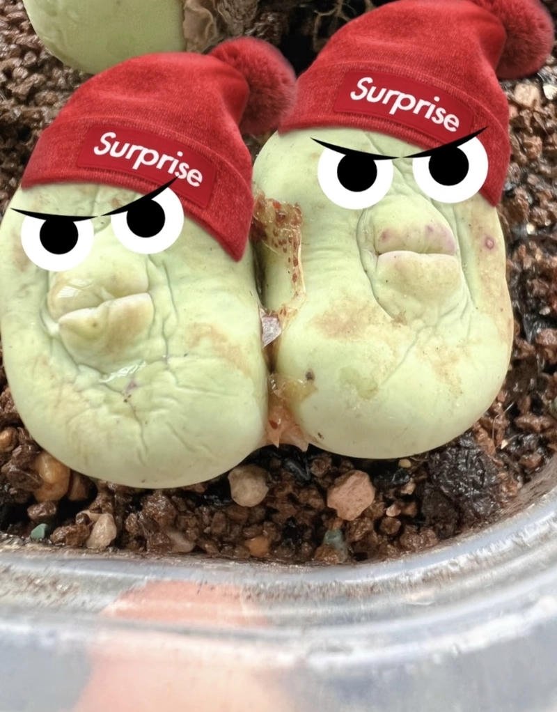 funny angry birds dp