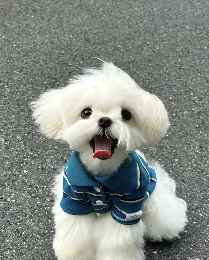 funny dog dp