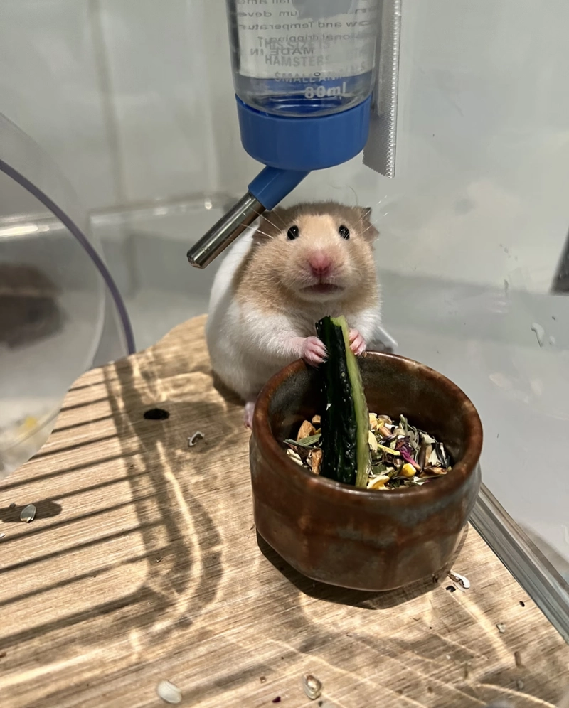 hamster cute pic