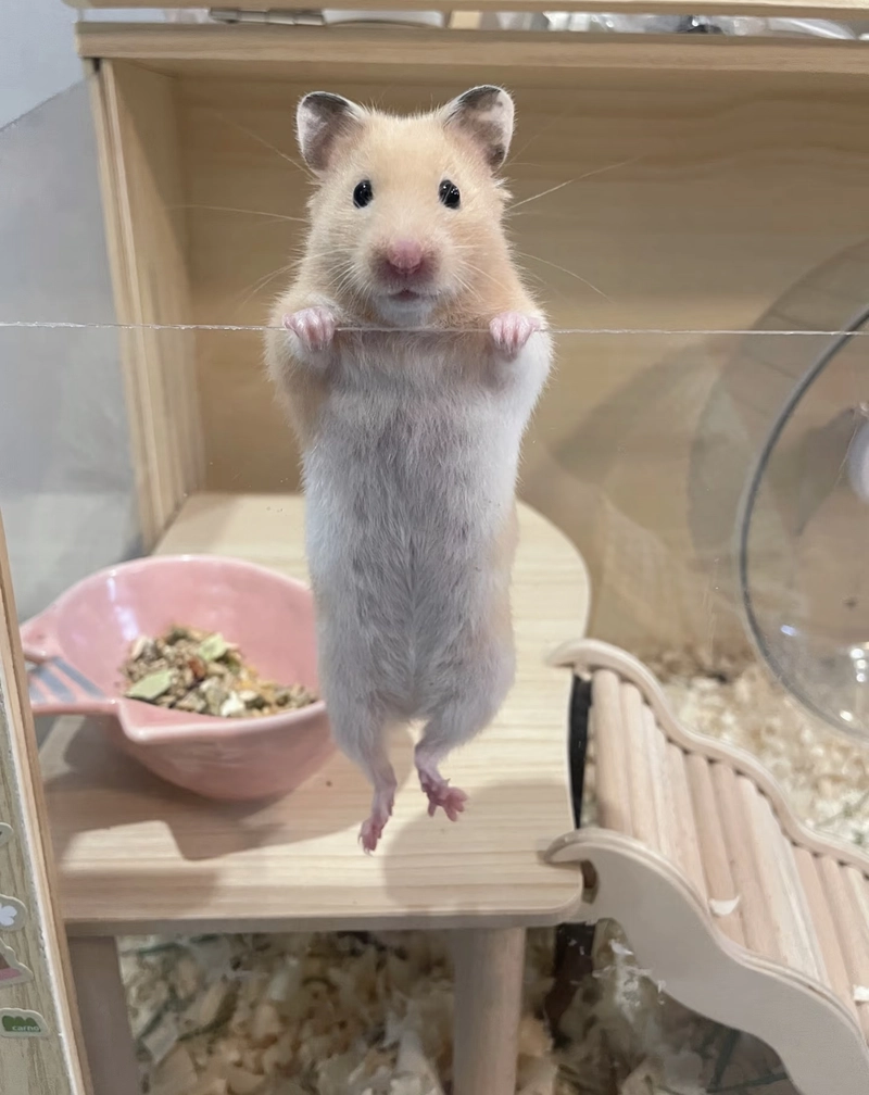 hamster dp