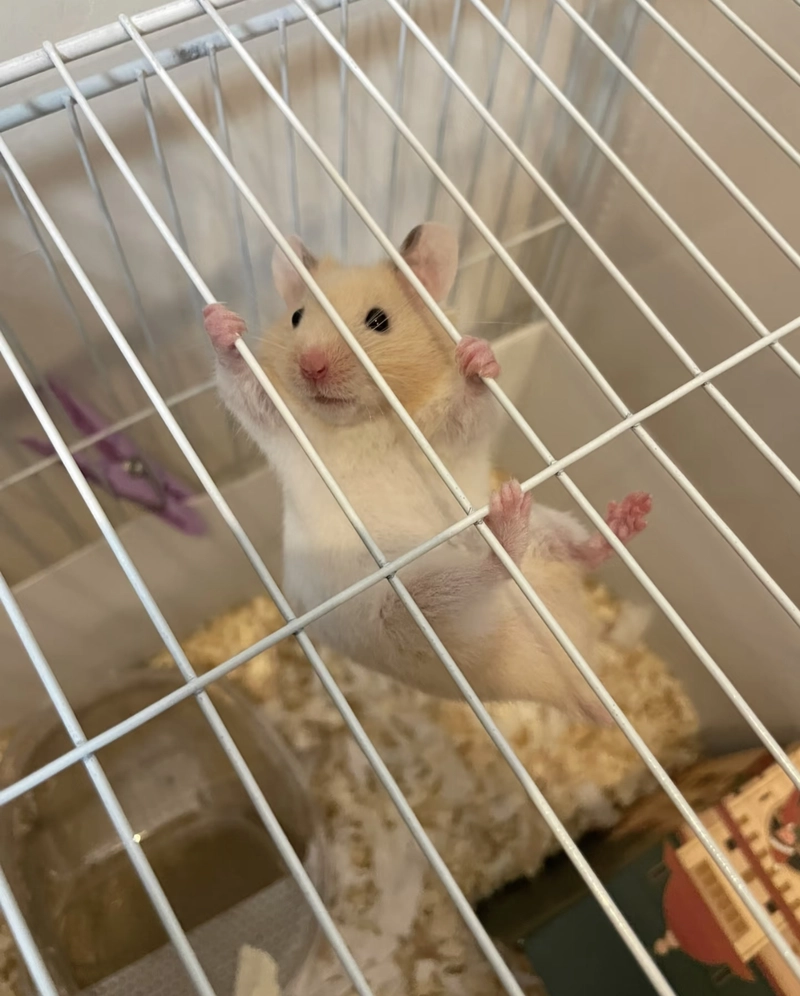 hamster imge