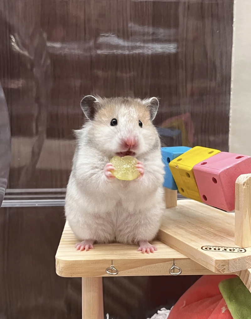 hamster meme pfp