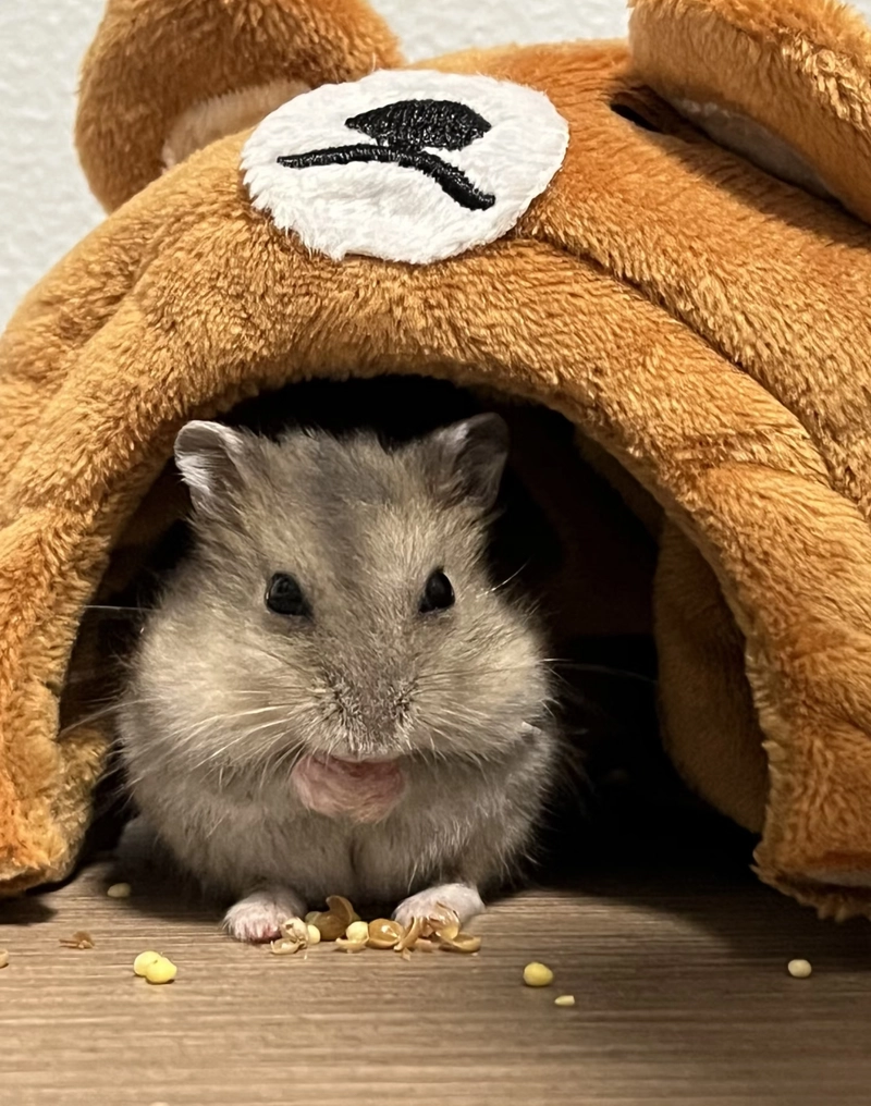 hamster pfp cute