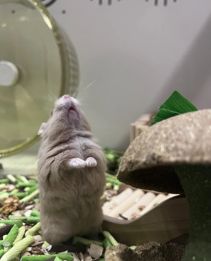 hamster pfp funny