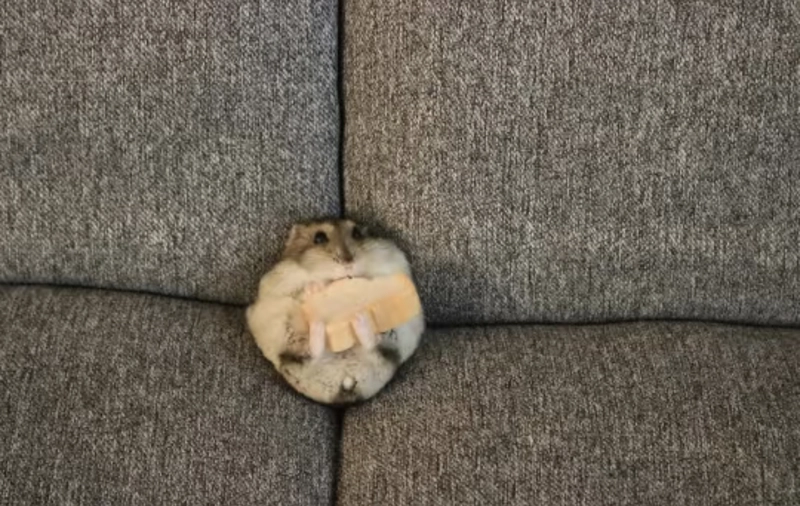 hamster pfps