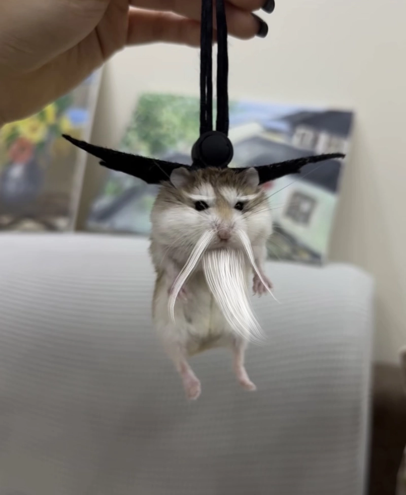 hamster photo