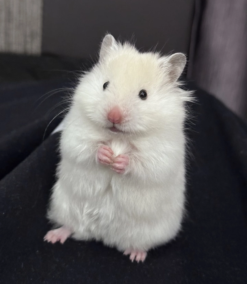 hamster photos