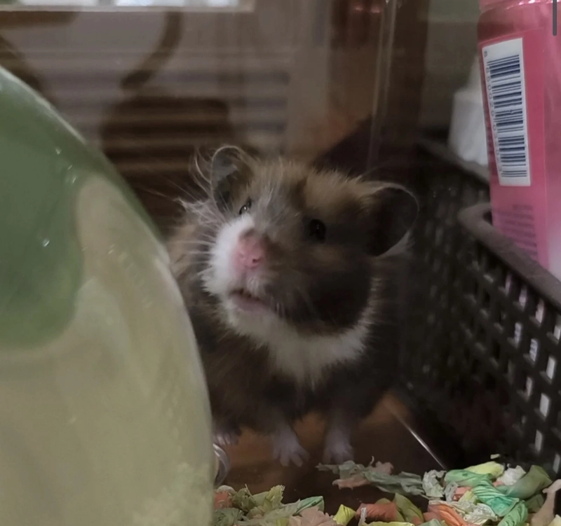 hamster pic