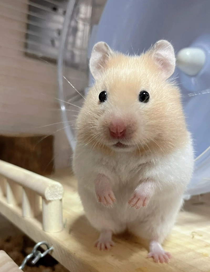 hamster profile imge