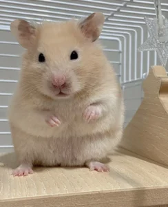 hamster profile picture