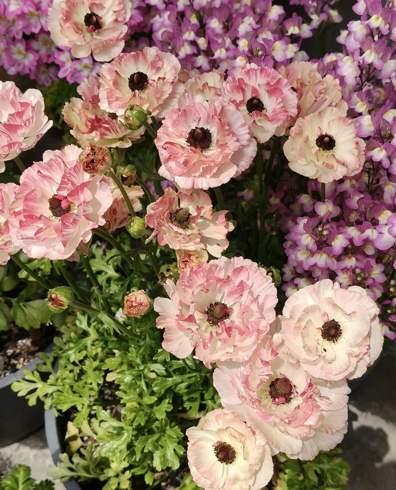 images for dp flowers