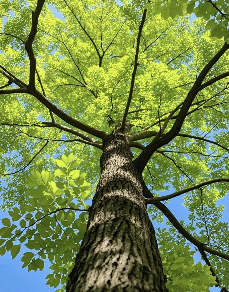 images for dp nature