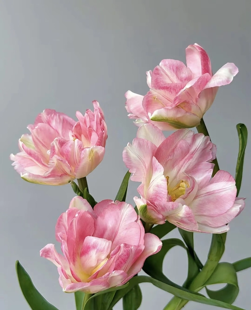 images of beautiful flowers for dp