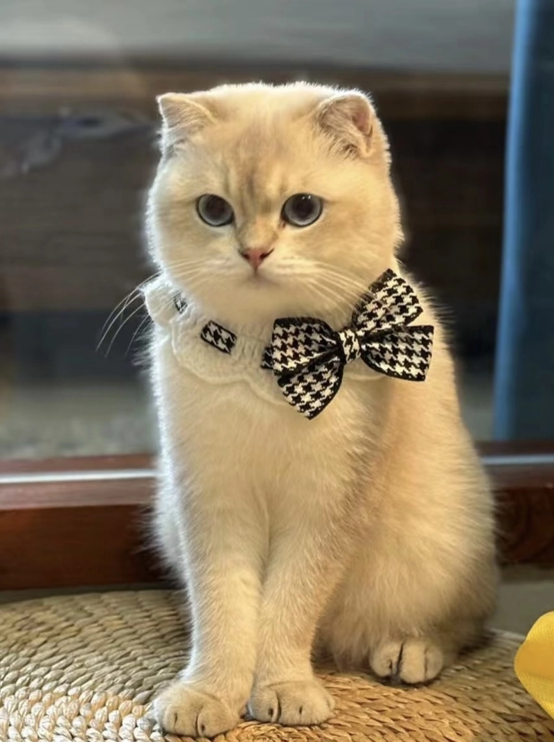 kitten dp for whatsapp