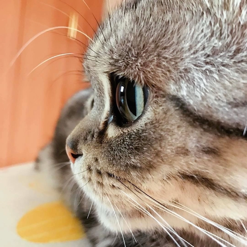 kittens cute cat images for whatsapp dp