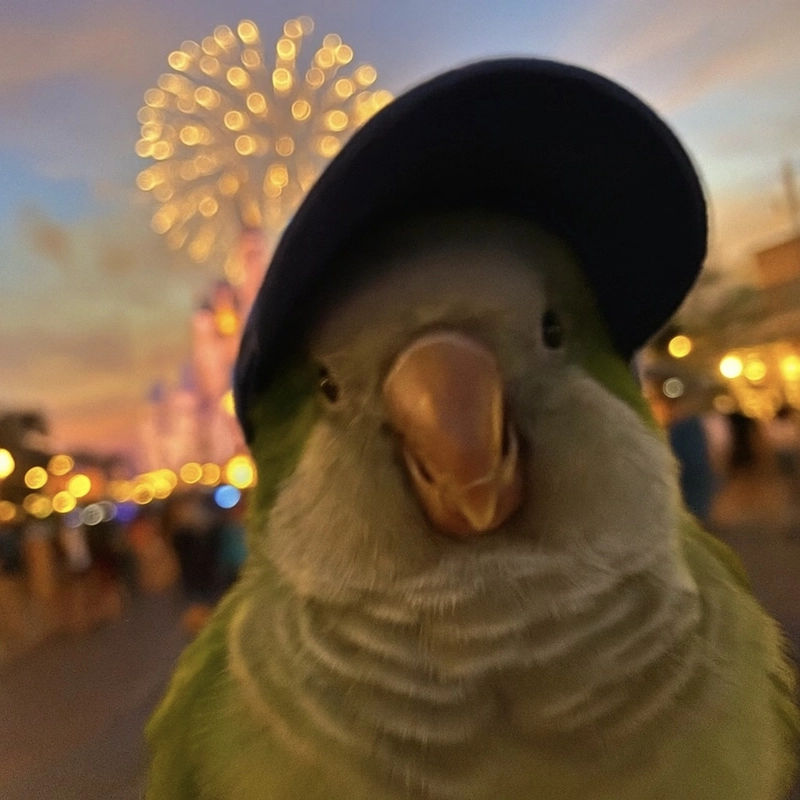 love birds whatsapp dp