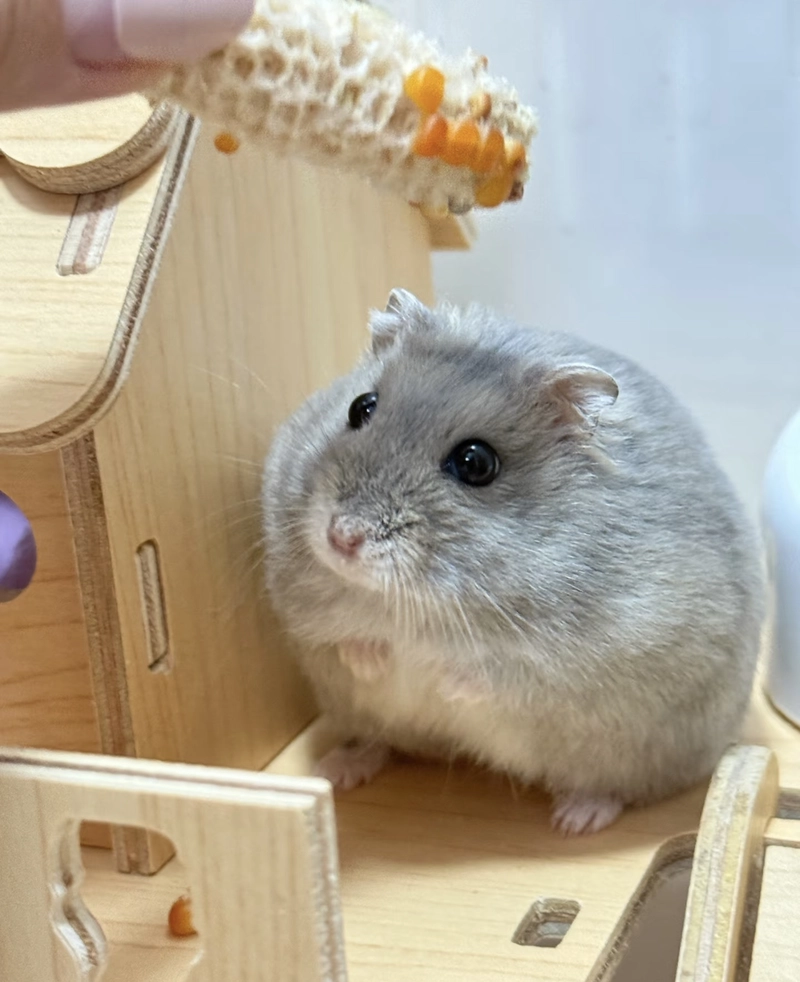 meme hamster pfp