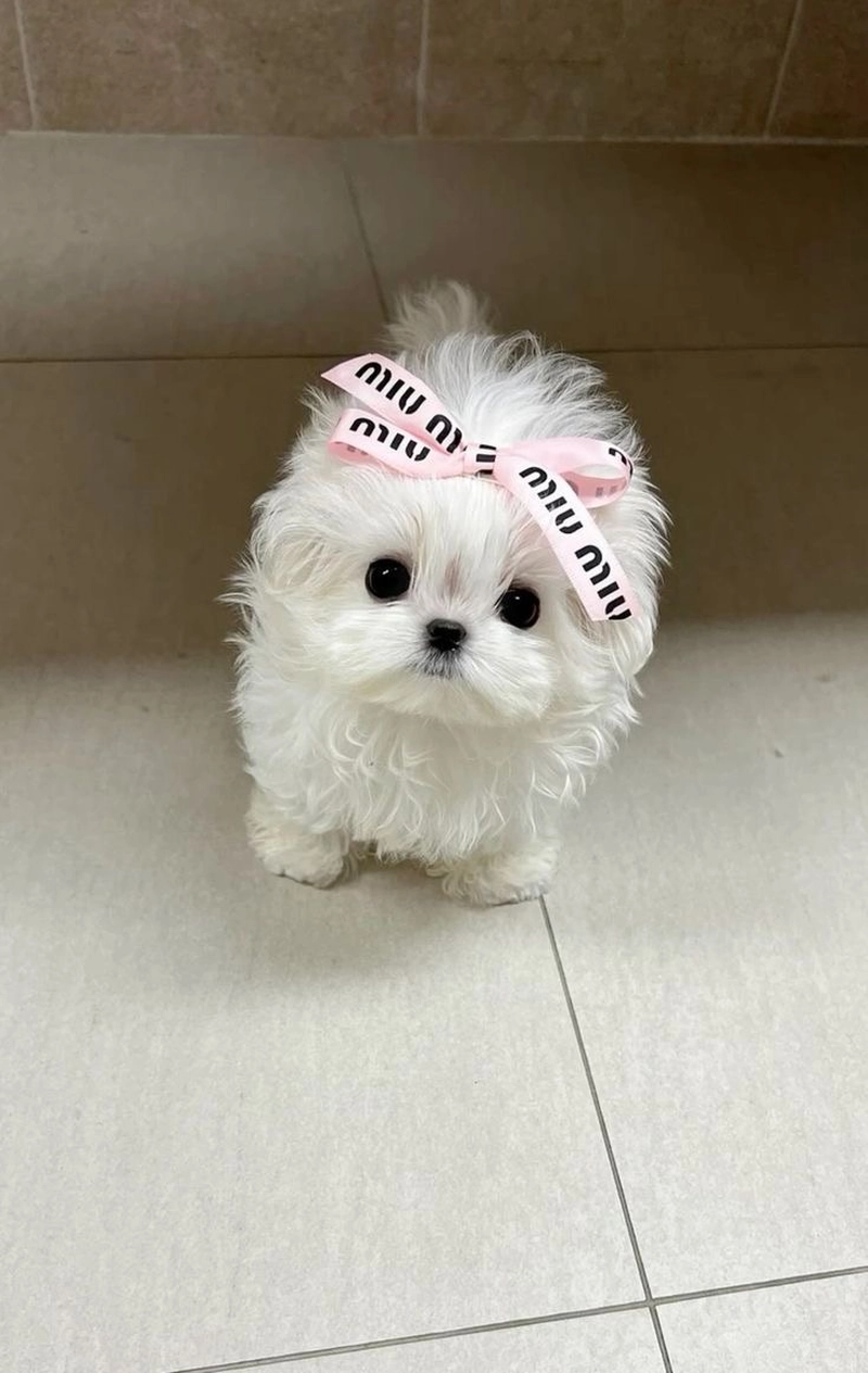 nobivac puppy dp side effects