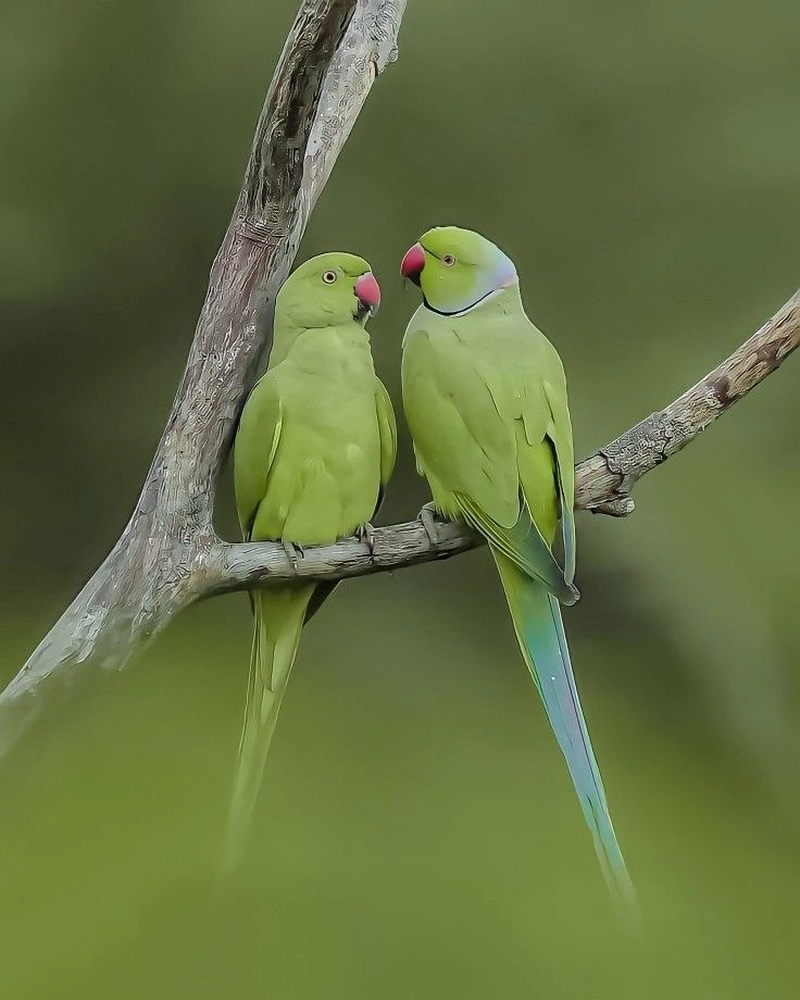parrot dp for whatsapp
