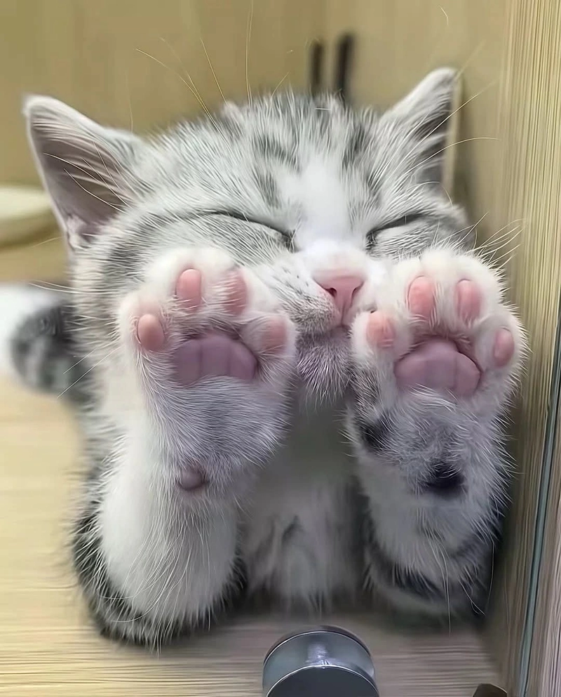 pics of cute cats for dp