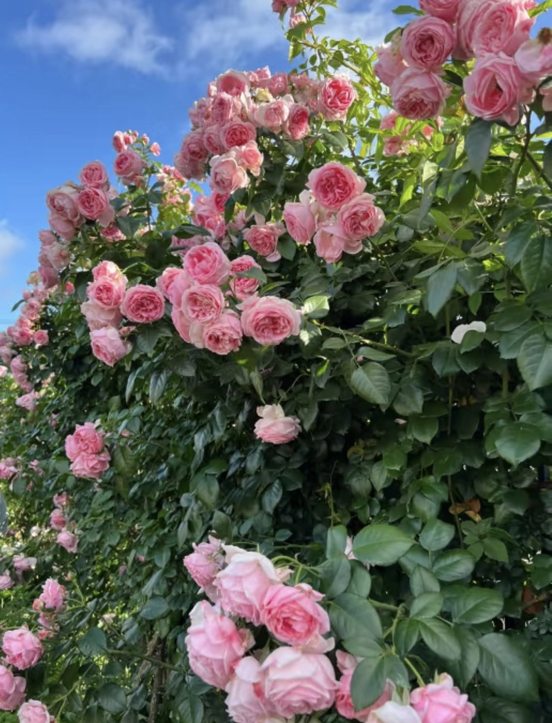 picture of rose flower for dp