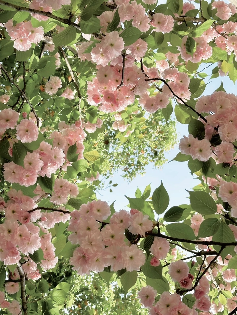 pink flower dp
