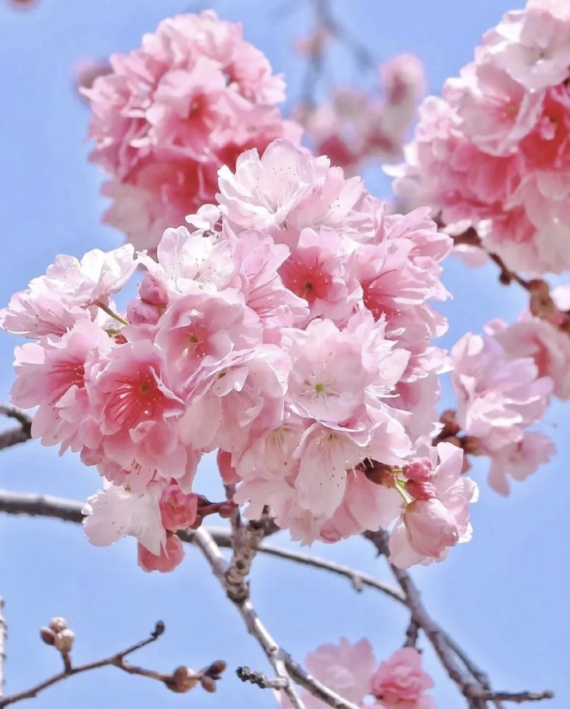 pink flowers dp for whatsapp