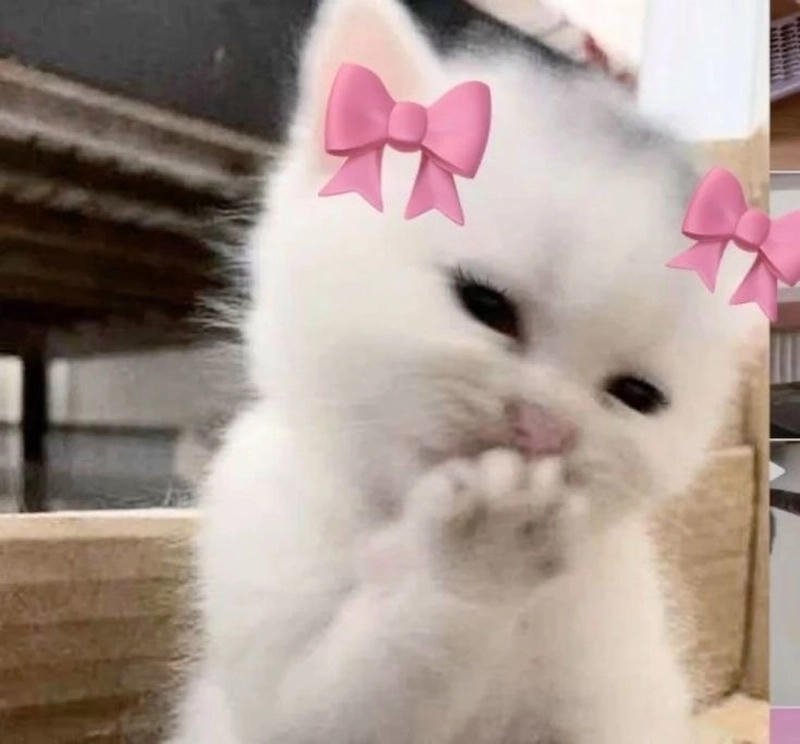 pookie cat dp for instagram